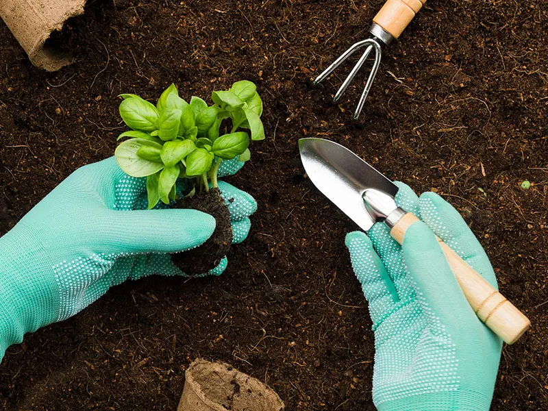 Agriculture farmland in chennai